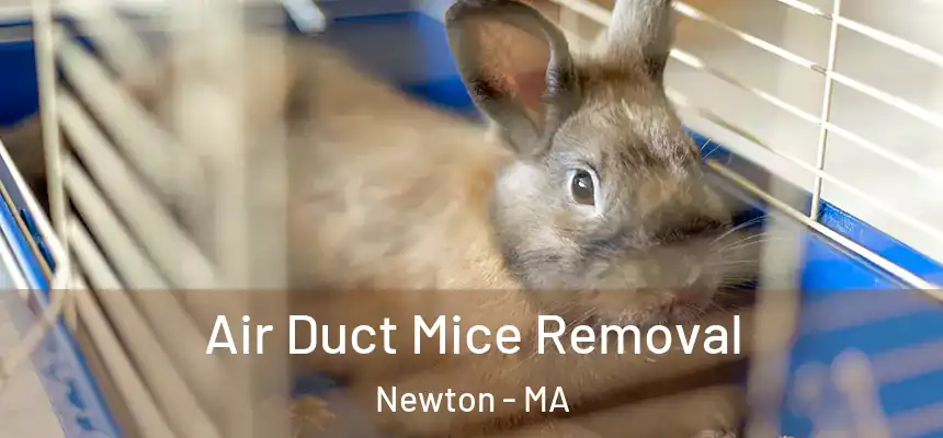 Air Duct Mice Removal Newton - MA